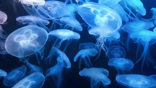 Moon jellyfish swimming in group in s.e.a aquarium-resorts world sentosa, singapore. 