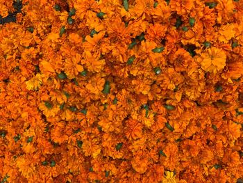 Full frame shot of orange leaves