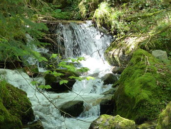 Scenic view of waterfall in forest