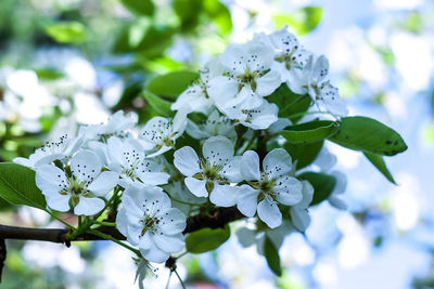 Close-up of white flowers blooming on tree