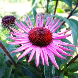 Close-up of coneflower blooming outdoors