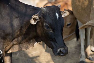 Cows on field