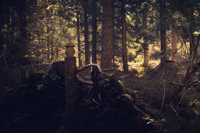 Trees in forest