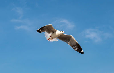 Beautiful seagull flying in the blue sunny sky.