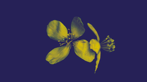 Close-up of yellow flower against black background