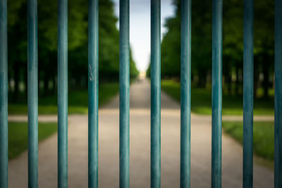 Close-up of bamboo seen through fence