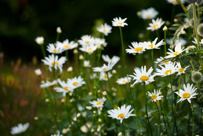 Close-up of white daisy flowers