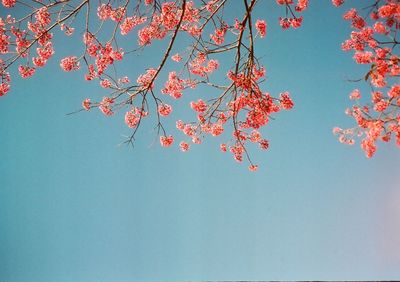 Low angle view of cherry blossoms against sky