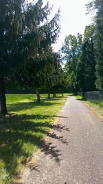 Road amidst trees in park