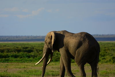 Elephant walking on grassy field