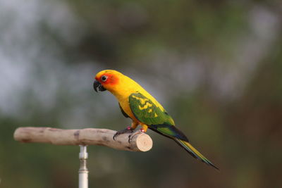 Close-up of bird perching on leaf