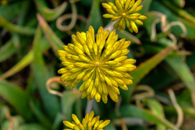 Close-up of yellow wildflower