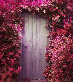 Pink flowering plants on purple door