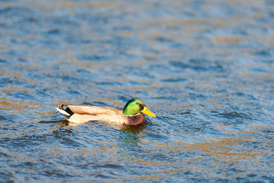 Male mallard waterfowl bird dabbling in pond or river. close up of anas platyrhynchos, mallard duck