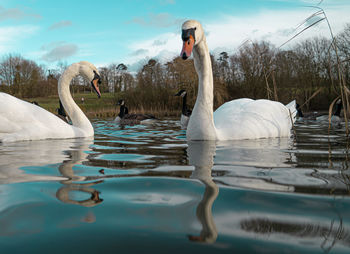 Swans swimming in lake