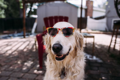 Dog in sunglasses sitting outdoors