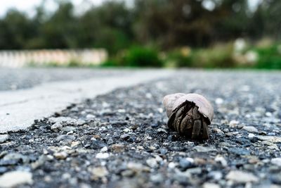Close-up of shell on road