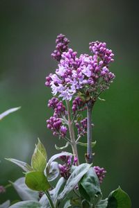 Close-up of purple flowering plant