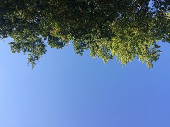 Low angle view of tree against clear blue sky