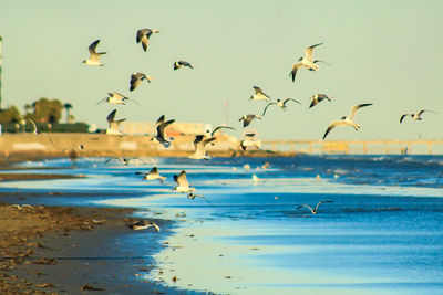 Bird flying over water