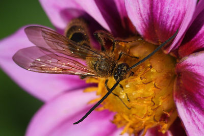 Close-up of bee on purple flower