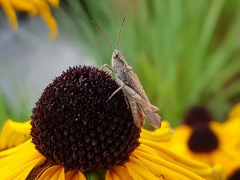 Close-up of honey bee pollinating on sunflower