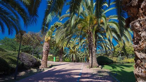 Palm trees against blue sky