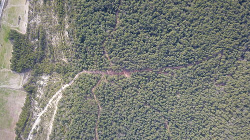 High angle view of trees growing on field