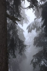 Low angle view of trees in snow