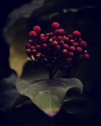 Close-up of flowers