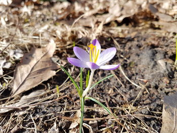 Close-up of purple crocus blooming outdoors