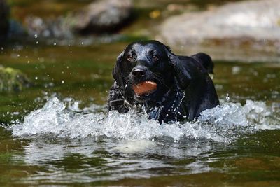 Portrait of a wet black labrador retriever running through a river with a rock in it's mouth