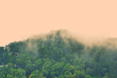 Trees in forest against sky