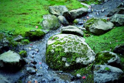 Plants growing on rocks