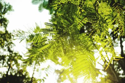 Low angle view of leaves on tree