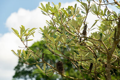 plant