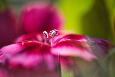 Close-up of pink rose flower