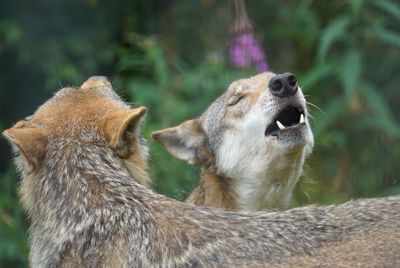 Close-up of wolves howling while standing against blurred background