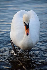 Close-up of swan in lake