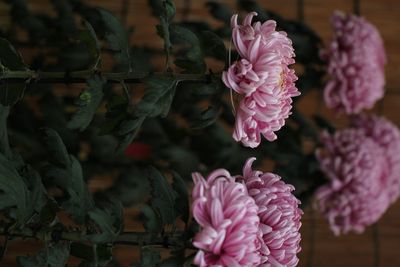 Close-up of pink rose flower
