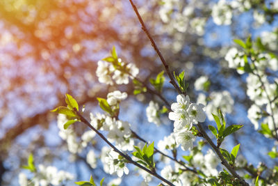 Low angle view of cherry blossoms in spring