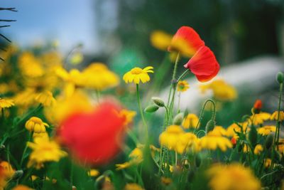 Close-up of yellow flowering plant on field