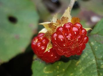 Close-up of water drops on red leaf