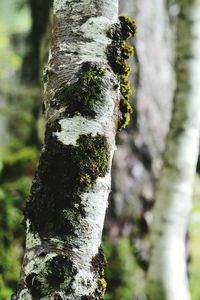 Close-up of tree trunk