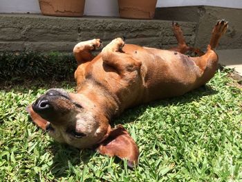 Dog lying on grass