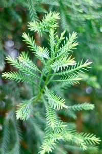 Close-up of pine tree