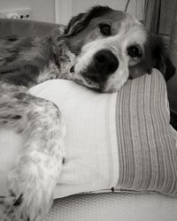 Portrait of dog relaxing at home