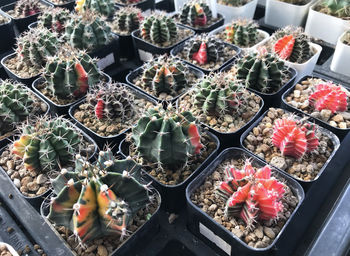 High angle view of potted plants