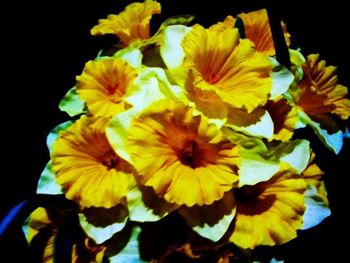 Close-up of yellow flower