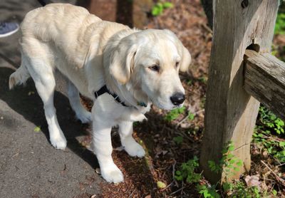 Close-up portrait of a dog on wood